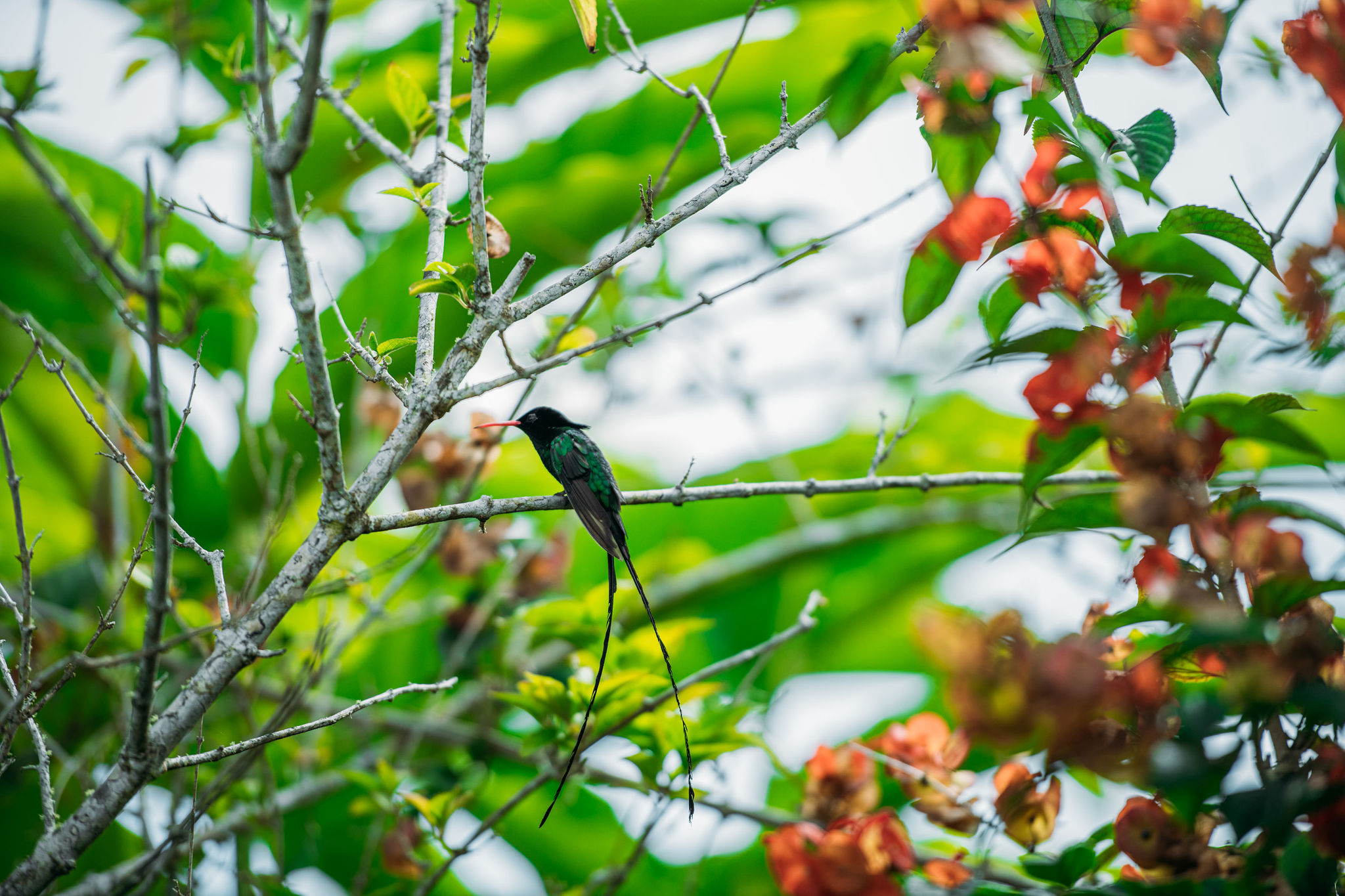 Doctor Bird ONEFIRELIGHT STRAWBERRYHILL JAMAICA