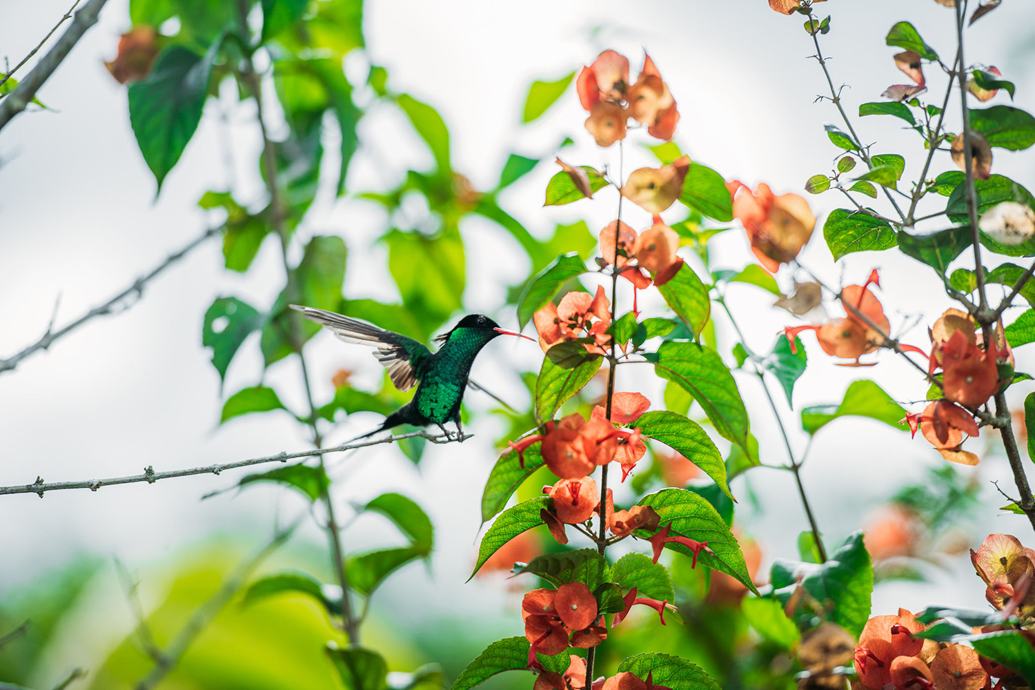 Dr Bird Flight jamaica