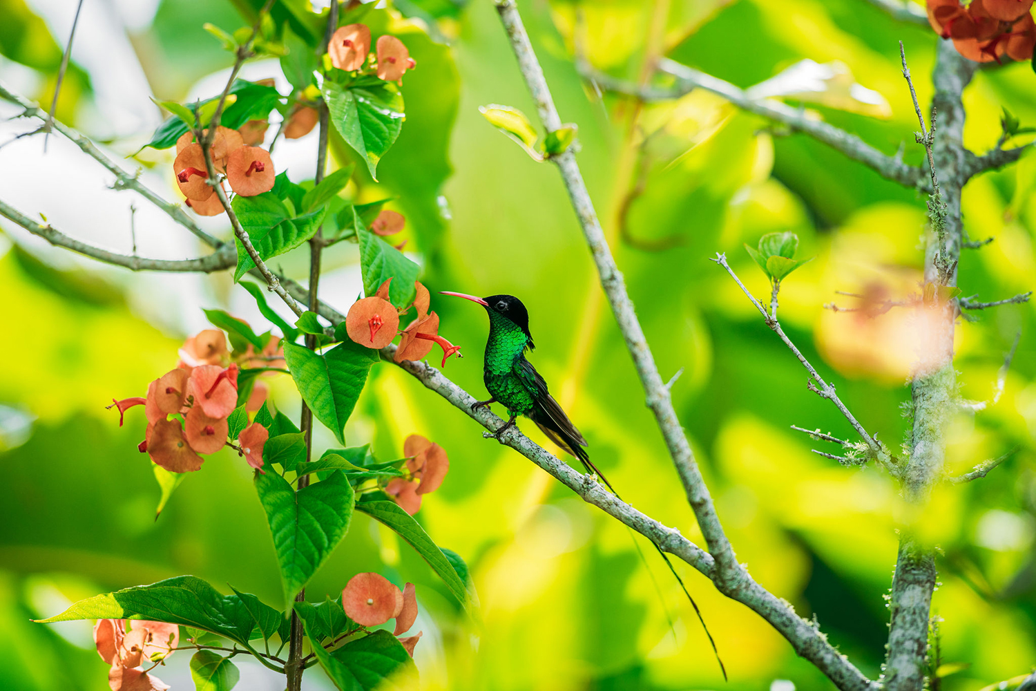 Dr. Bird in tree jamaica