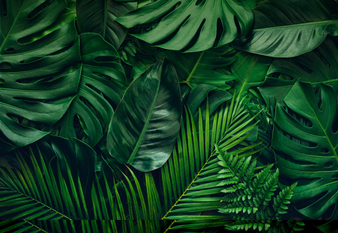 background-jungle