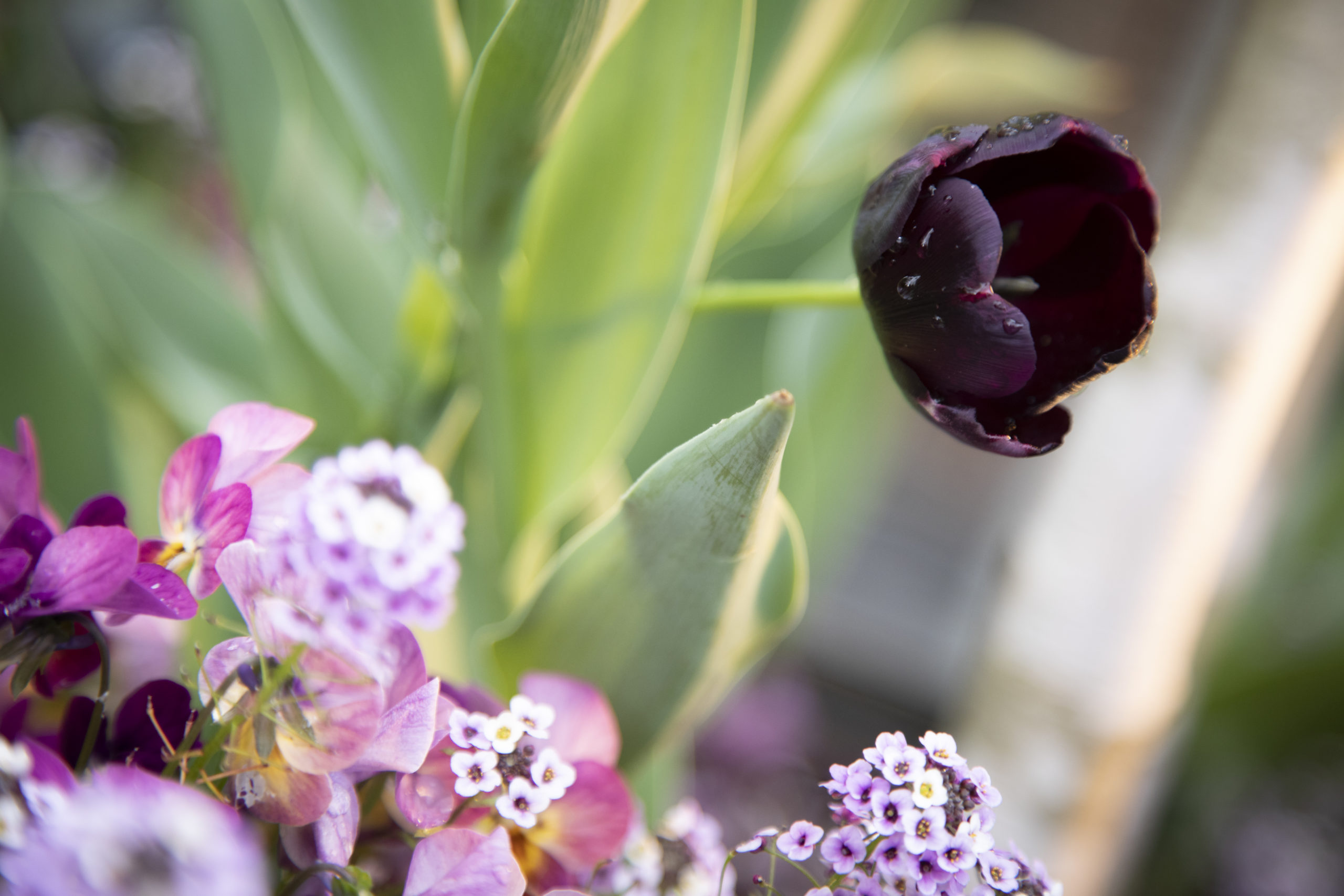 Flowers